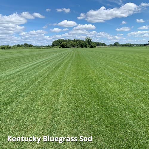 Blue Panther Kentucky Bluegrass Grass Seed (25 lb) M852