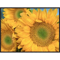 Framed Photographic Print I635