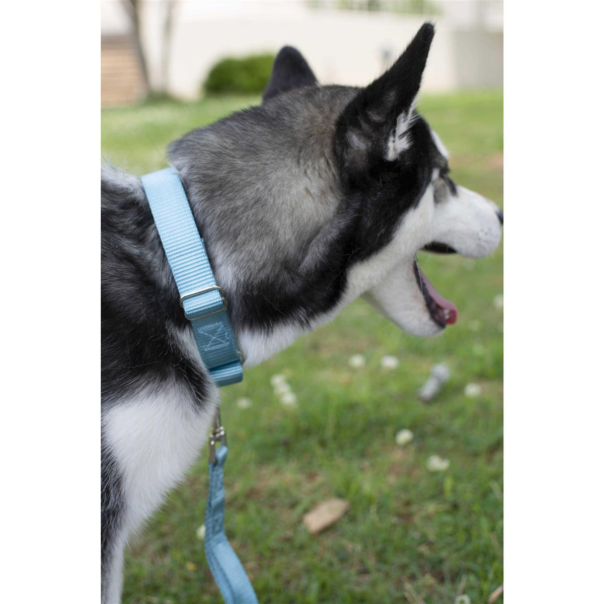 Nylon Dog Collar L47720