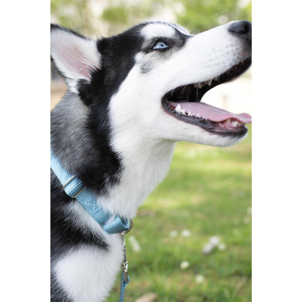 Nylon Dog Collar L47720
