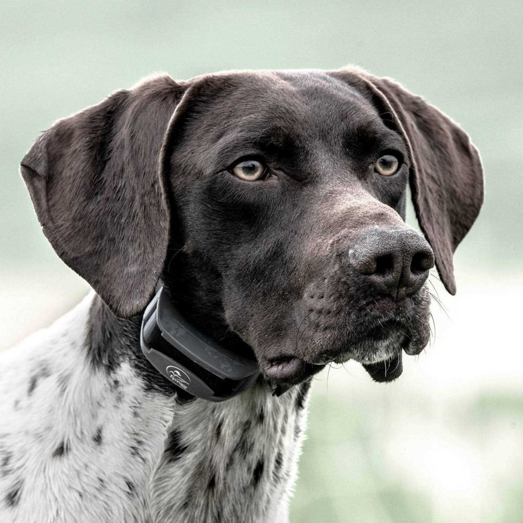 SportDOG SportHunter 825X D930036