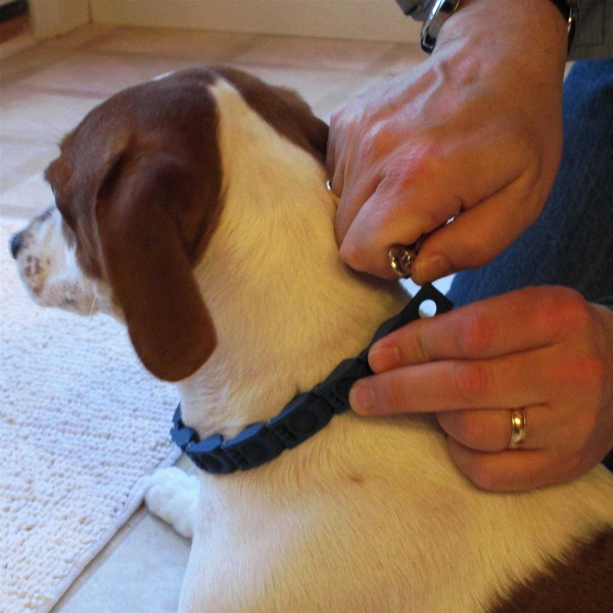 Dog Training Collar Medium Large U96690