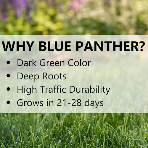 Blue Panther Kentucky Bluegrass Grass Seed (25 lb) M852