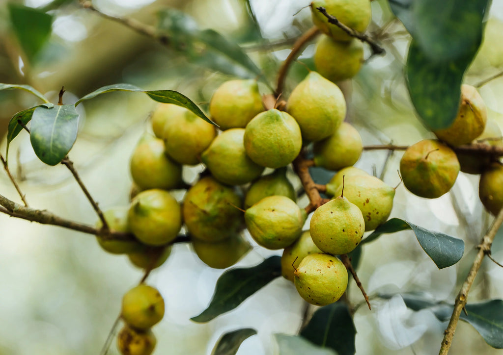 Macadamia Nuts 2 Pounds Y274