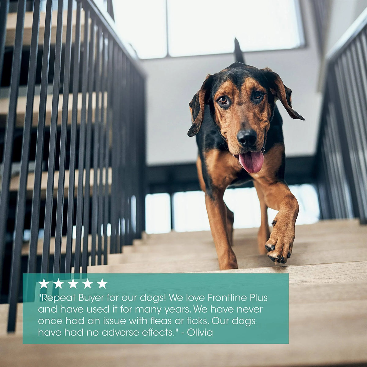 Flea and Tick Control for Dogs, 6 Mo. Supply M84166
